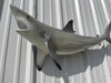 51 inch blacktip shark mount for sale