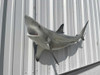 51 inch blacktip shark replica