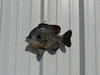 In Stock 12 Inch Bluegill Full Wall Mount Fish Replica