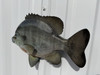 In Stock 12 Inch Bluegill Full Mount Fish Replica - Top View