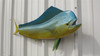 36 Inch Bull Dolphin Fish Mount - Head View