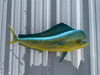 In Stock 36 Inch Bull Dolphin Fish Mount - Head View