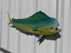 In Stock 36 Inch Bull Dolphin Fish Mount - Head View