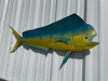 In Stock 40 Inch Bull Dolphin Fish Mount - Head View