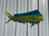 In Stock 40 Inch Bull Dolphin Fish Mount - Side View