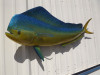 53 Inch Bull Dolphin Fish Mount