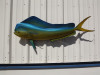 53 Inch Bull Dolphin Fish Mount Side View