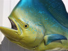 60 inch bull dolphin fish replica