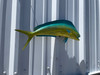 In Stock 22 Inch Bull Dolphin Fish Mount - Flank View
