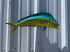 In Stock 22 Inch Bull Dolphin Fish Mount - Side View
