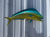 In Stock 22 Inch Bull Dolphin Fish Mount - Head View