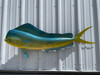 53 inch bull dolphin fish mount for sale and in stock