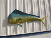 61 inch bull dolphin half sided fish mount replica