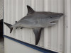 67" Bull Shark Half Mount Replica - Grey