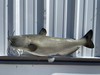 31 inch channel catfish mount in stock 31 inch channel catfish mount in stock