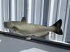 31 inch channel catfish replica in stock 31 inch channel catfish replica in stock