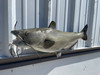 31 inch channel catfish fish mount in stock 31 inch channel catfish fish mount in stock