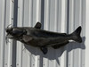 31 inch channel catfish mount in stock