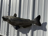 31 inch channel catfish replica in stock