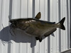 In Stock 34 Inch Channel Catfish Full Wall Mount  - Head View