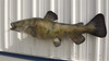 52" Flathead Catfish Full Mount