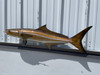 44 Inch Cobia Full Mount Fish Replica