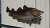 43" Atlantic Cod Full Mount