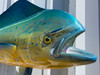 In Stock 37 Inch Cow Dolphin Full Wall Replica Mount - Face View