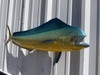 In Stock 37 Inch Cow Dolphin Full Mount - Head View