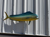 In Stock 37 Inch Cow Dolphin Fish Mount - Side View