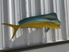 43 Inch Cow Dolphin Full Mount Fish Replica - Flank View