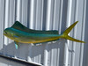51 inch cow dolphin fish mount replica in stock