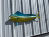 42 Inch Cow Dolphin Half Sided Fish Replica