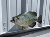 17 Inch Crappie Full Mount Replica - Head View 17 Inch Crappie Full Mount Replica - Head View