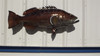 38 inch black grouper fish mount replica side view