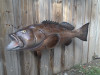 43 inch black grouper full sided fish mount replica