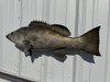 In Stock 32 Inch Gag Grouper Full Mount Fish Replica - Flank View