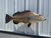 38 inch gag grouper fish replica for sale