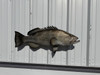 38 inch gag grouper fish replica in stock