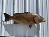 40 Inch Scamp Grouper Full Mount - Side View