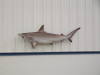 82 inch hammerhead shark mount