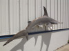 96" Hammerhead Shark Full Mount