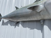 49 Inch Kingfish Fish Mount - Bely View