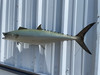In Stock 40 Inch Kingfish Fish Mount - Flank View