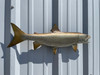 24 Inch Lake Trout Half Mount Fish Mount - Flank View