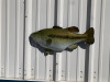 23 inch largemouth bass half sided fish replica left