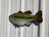 23 inch largemouth bass fish mount left