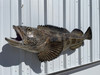 50 Inch Lingcod Full Mount Replica - Head View