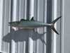 28 inch spanish mackerel fish mount in stock