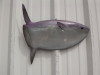 20" Mola Mola Half Mount